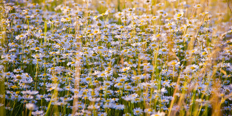 Field of Daisies